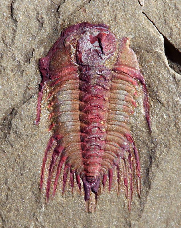 anacheirurus