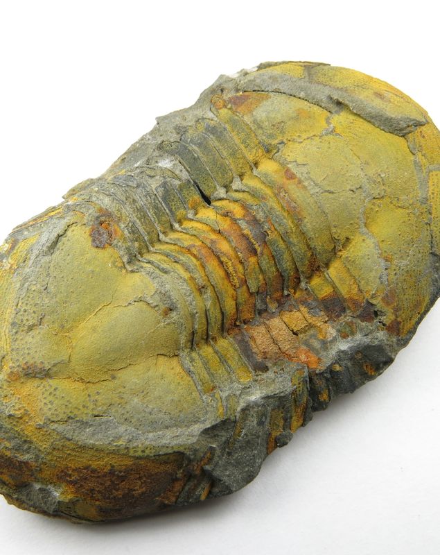 ectillaenus