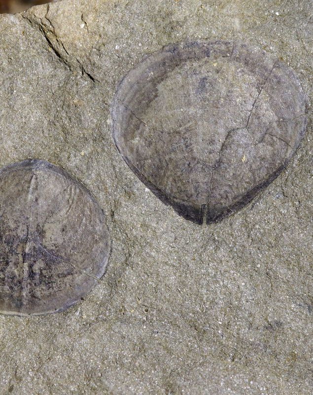 paldiskites