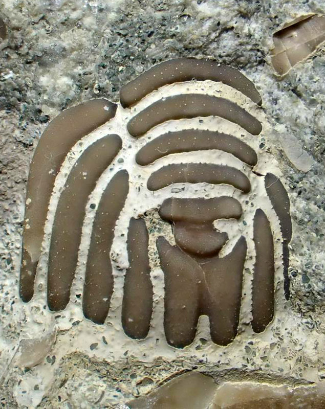 pliomerops