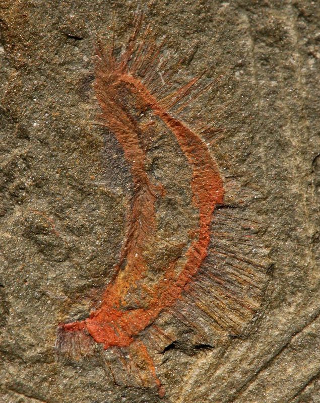 porifera