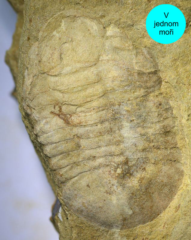 symphysurus