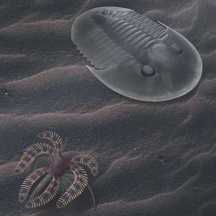 velké a malé bytosti ordovického moře